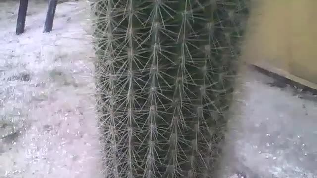 Esse cacto tem mais de 1 metro, olha o tamanho, filmado no jardim botânico [Nature & Animals]