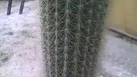 Esse cacto tem mais de 1 metro, olha o tamanho, filmado no jardim botânico [Nature & Animals]