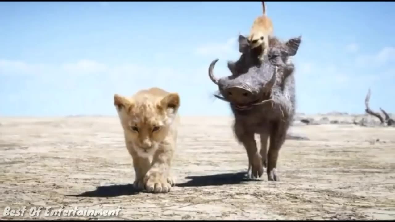 Animals funny videos