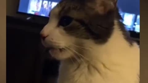 Funniest Animals 2023 😂 Funny Dogs and Cats Videos 😺🐶