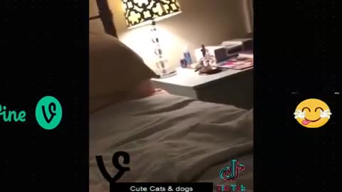Funny animal
