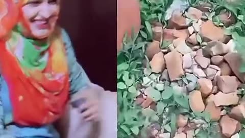 Funny dog