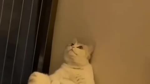 Cute Sad Kitten