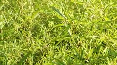 are these edible