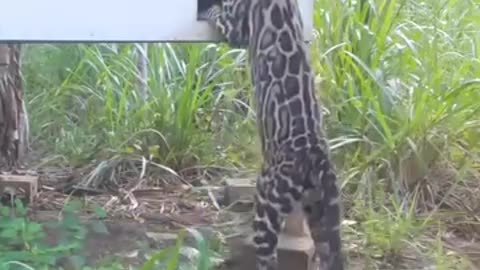 The leopard 🐆 hunting