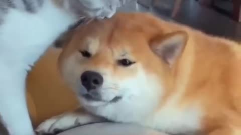 Very good Funny Animals cut dog & cat video