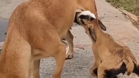 Best animals