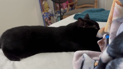 Adopting a Cat from a Shelter Vlog - Cute Precious Piper Enjoys Relaxing By Being a Kitten