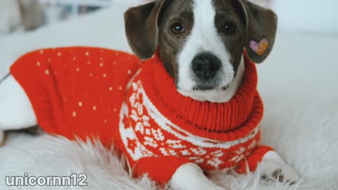 Cutes dog| Cutest dog in the world | Cute dog clip 2023