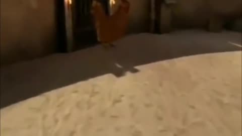 A short clip