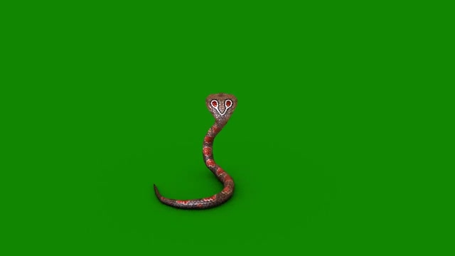 Pebble snake crawling green screen composite rest