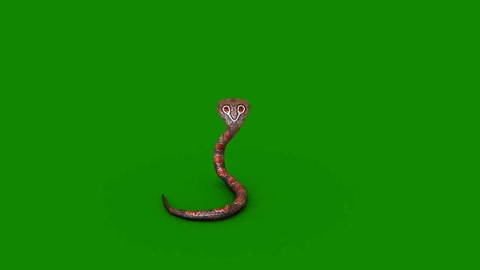 Pebble snake crawling green screen composite rest