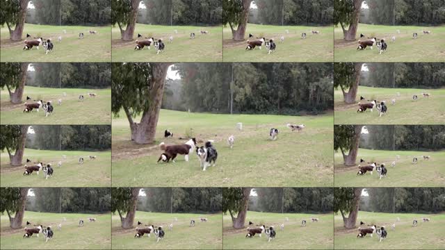 _A group of dogs are playing and having fun_