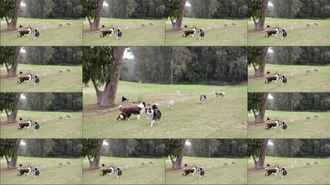 _A group of dogs are playing and having fun_