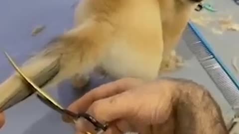 Cute dog