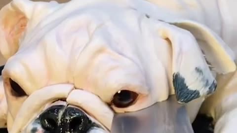 Bulldog Cake cut video