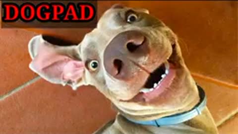 Very funny dog video of the year 2022