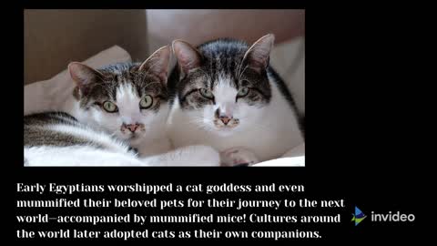 Cats relationship with Humans
