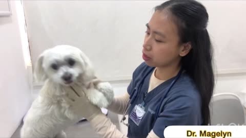 Dental Health in Dogs and Cats