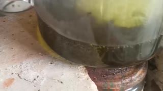 Gold drop