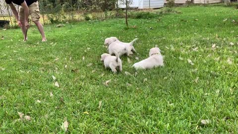 The pups in Evan's yard