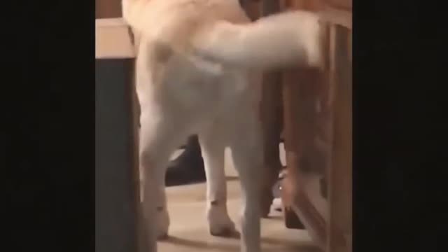 Funny video