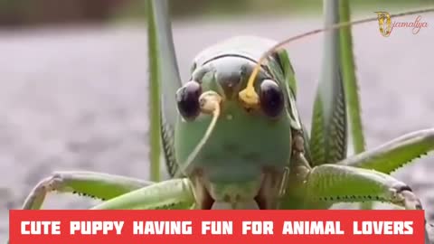 Happy moments of the puppy