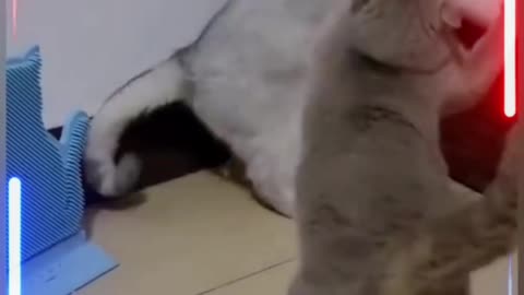 Ninja Cat Funny # Ninja Fight # Video 😍