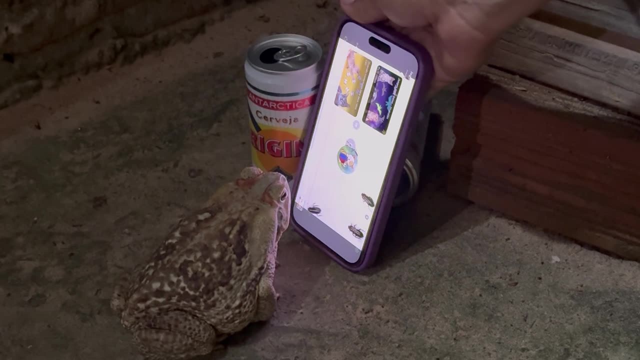 Toad Tries to Catch Flies on Phone Screen