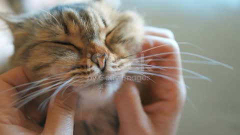 Relaxing cat