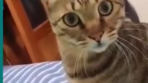 Cats & Dogs very funny scared latest 2022 videos