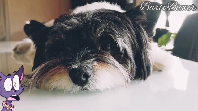 Yorkshire Terrier 🐾 BartoBiewer DOG