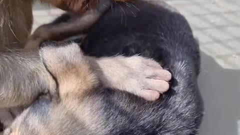 Animal loves but Humans learn...