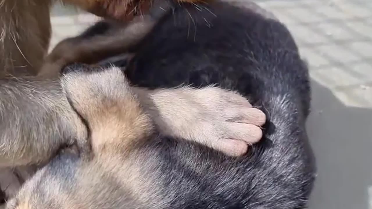 Animal loves but Humans learn...