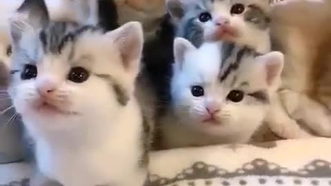 Baby cats