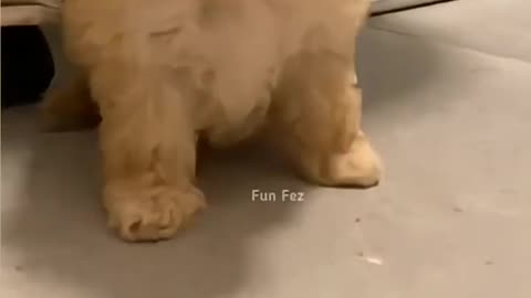 Funny 🐕 dogs video different reaction 🐕