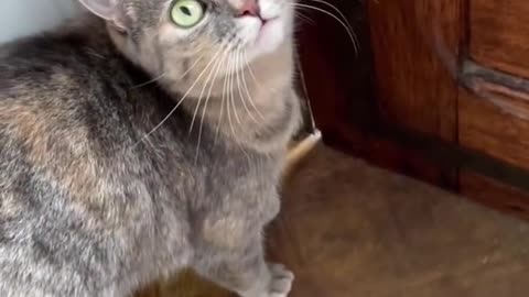 sounds attracts cats