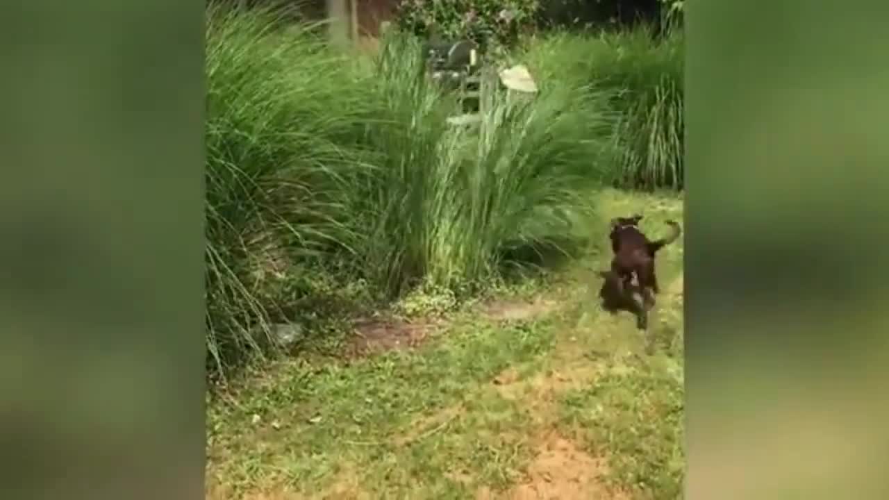 these animals are extremely exceptional