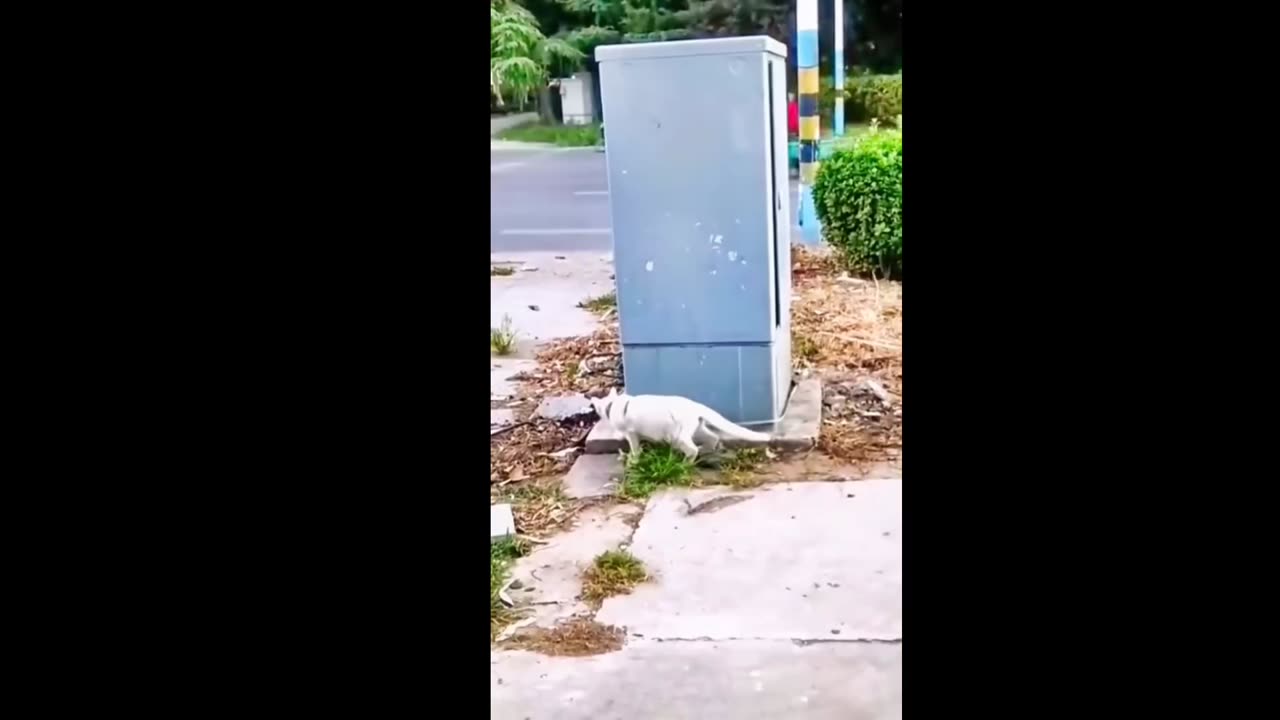 Funny cat video 😹😹