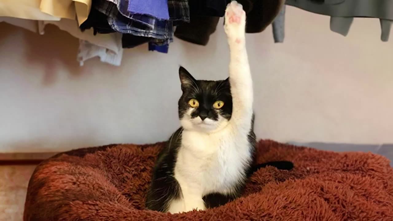 When car stops woring funny cat videos 🐈🐱🤣🤣🤣🤣