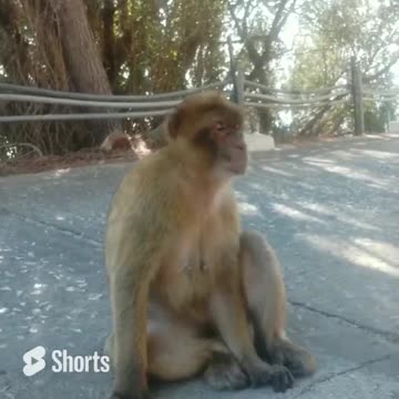 Fiona Mont and the Gibraltar Apes