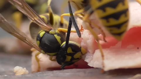 Wasp (Vespula germanica) eats meat, Deutsche Wespen fressen Wurst