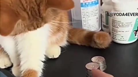 That's my share for doing all the hard work.. wait for it..🐈😂