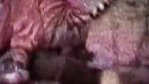 DO NOT PLAY WITH A TIGER