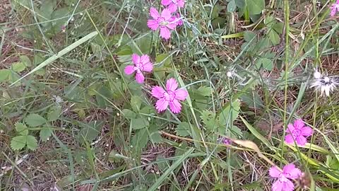 Maiden Pink