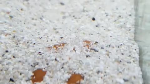 Potato Fish