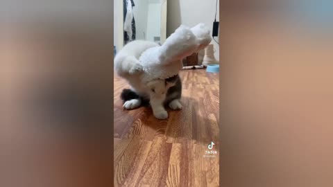 CUTE AND FUNNY MUNCHKIN CATS COMPILATION