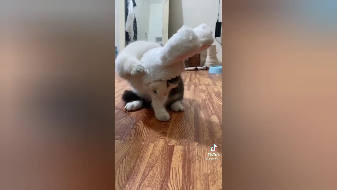CUTE AND FUNNY MUNCHKIN CATS COMPILATION
