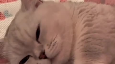 Laugh with the Wild Bunch: Funny Animal Moments