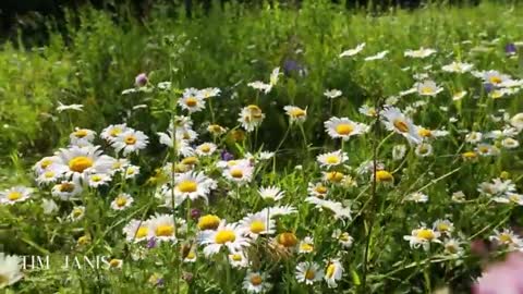 Beautiful Instrumental Hymns